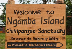 Chimpanzee sanctuary