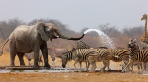 Wildlife en Afrique 