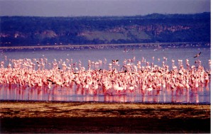 Lac Nakuru
