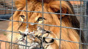 Lion en cage