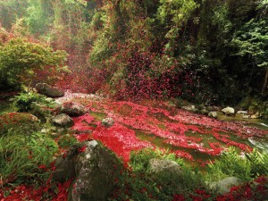 Riviere de fleurs