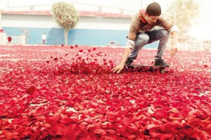 skate sur fleurs