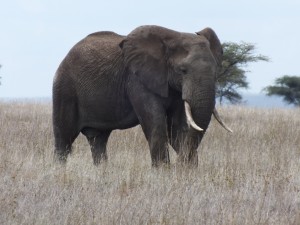 Eléphants mission avec Globalong