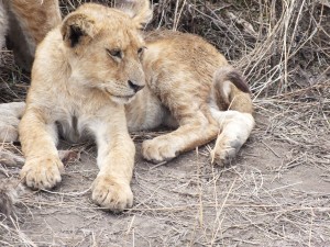 Lionceau Afrique