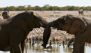 éléphants en Afrique
