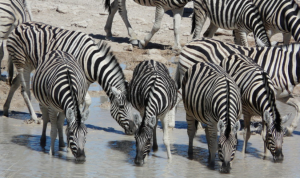 Etosha