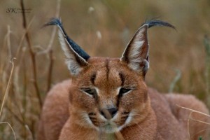 animaux sauvages en Afrique