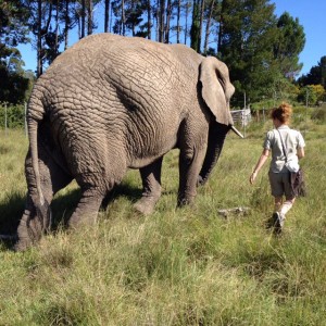 globalong elephant afrique