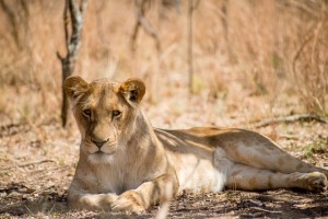 Lionne Afrique du Sud