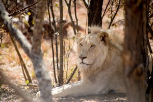 Lionne parc Kruger