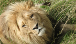 Lion Kruger