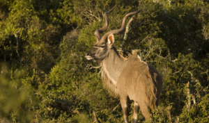 Parc Kruger