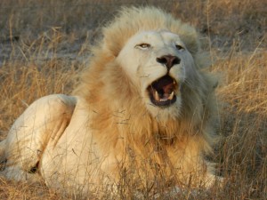 Lion blanc en Afrique du Sud Avec Globalong