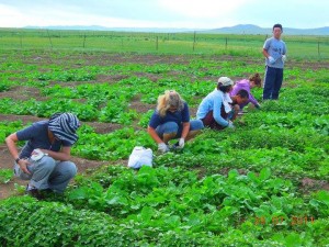 Eco volontariat en Mongolie