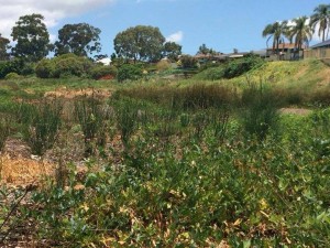 Partez en mission éco-volontaire avec Globalong pour planter des arbres en Australie