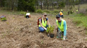 22 avril 2016 Planter des arbres avec Globalong en Australie