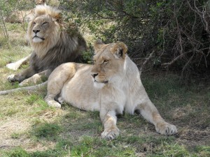 Transfert lions Afrique du Sud Globalong
