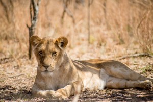Globalong mission en afrique du Sud
