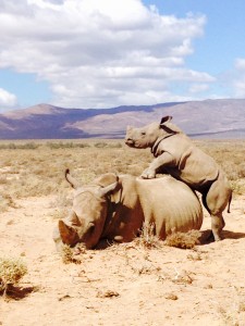 Safari en Afrique Globalong