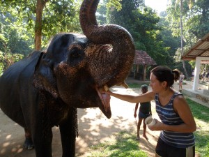 Mission avec les éléphants au Sri Lanka avec Fiona