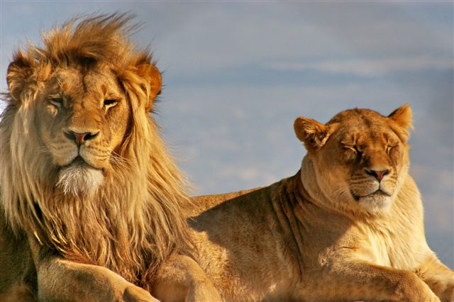 Globalong bénévolat Lions Afrique du Sud