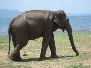 Missions de bénévolat avec les éléphants Globalong