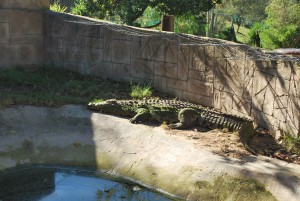 Mission de bénévolat avec les animaux sauvages et Globalong