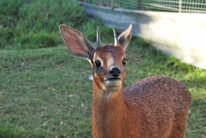 Mission de bénévolat dans un centre pour animaux sauvages Globalong 