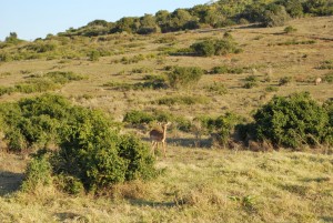 Paysages en Afrique du Sud dans une réserve naturelle Globalong 