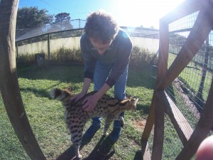 Mission de bénévolat international avec les chats en Afrique du Sud