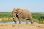 2léphant en Afrique du Sud Safari et bénévolat Globalong