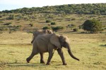 Programme de bénévolat animalier Afrique du Sud - GlobAlong