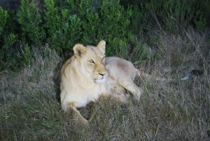 Lionne en afrique - Globalong 