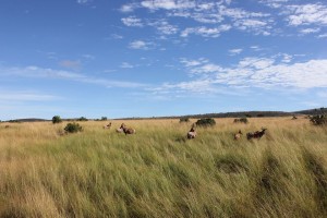 Apprendre à faire des photos avec GlobAlong - Kenya