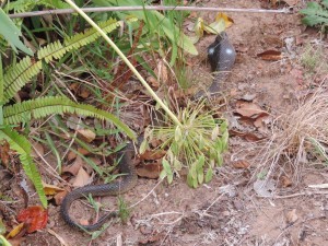 le cobra en plastique en Afrique du Sud - GlobAlong 