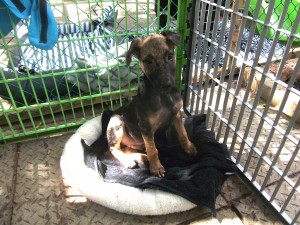 Petit chien en afrique du Sud dans le refuge - GlobAlong