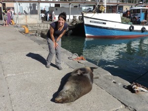 Un phoque à Cape Town - GlobAlong