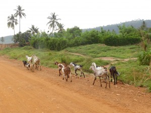 troupeau de chèvre sur le coté de la route - GlobAlong