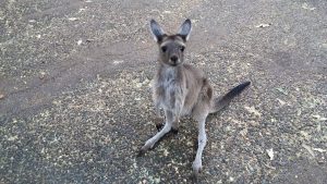 eco-volontaires en Australie - GlobAlong 