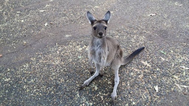 eco-volontaires en Australie - GlobAlong