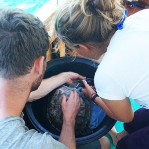 volontariat de protections des tortues