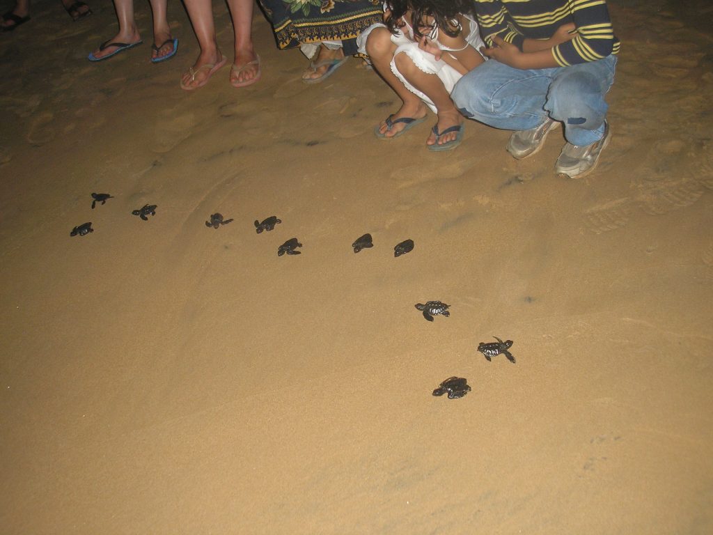 Volontariat animalier :Protéger les tortues marines en immersion