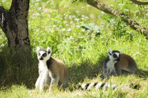 animaux
