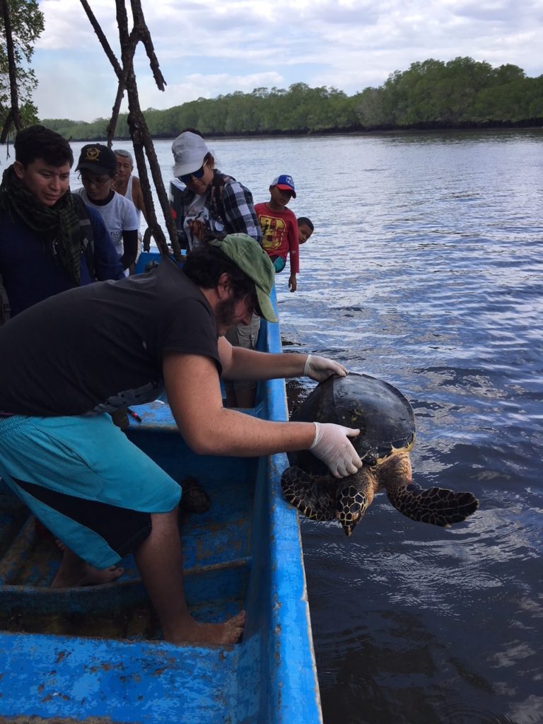 Volontariat animalier :Protéger les tortues marines en immersion