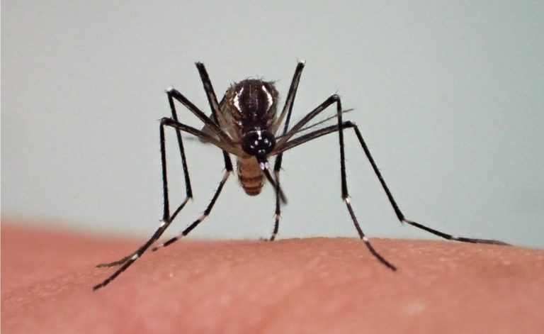 Vaccins contre la fiévre jaune
