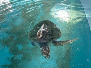 Volontariat animalier :Protéger les tortues marines en immersion