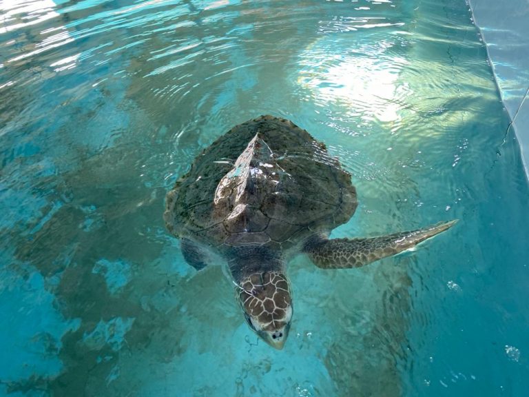 Conservations des tortues marines