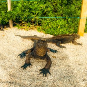 Focus sur les Galapagos