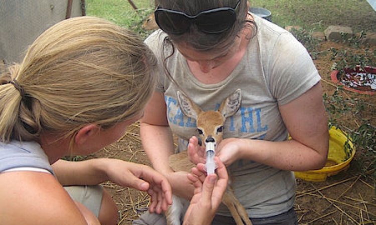 Étudiant vétérinaire travaillant avec des animaux lors d'un stage à l'étranger.