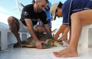 Volontariat de protection des tortues au Mexique